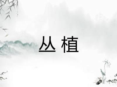 丛植