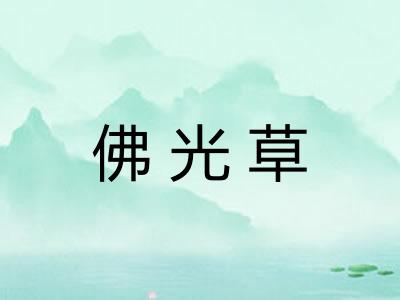 佛光草