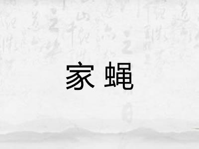 家蝇