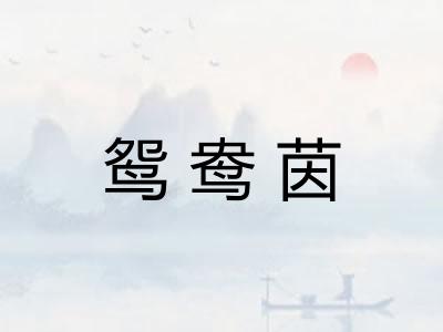 鸳鸯茵
