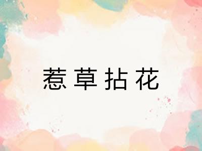 惹草拈花 惹草拈花