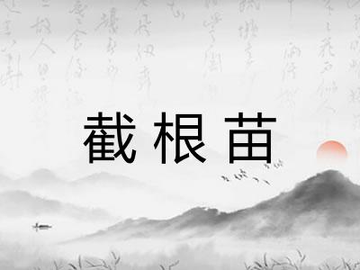 截根苗 截根苗