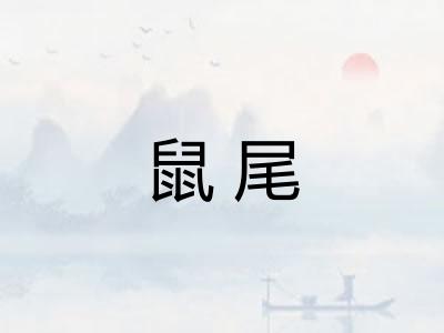 鼠尾