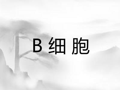B细胞